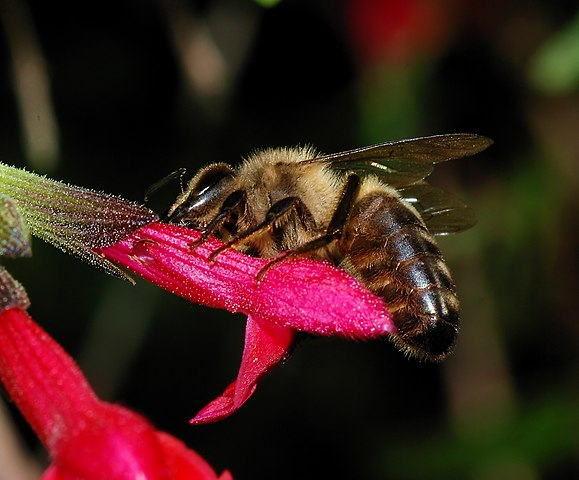 apis mellifera mellifera - northern dark bee - only native honey bee of Ireland