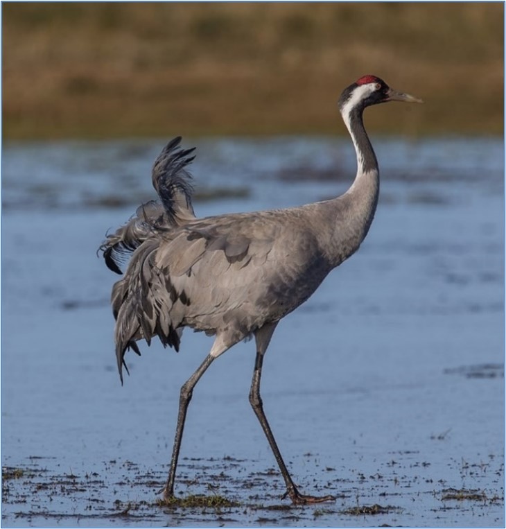 Eurasian Crane (Grus Grus)