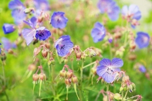 Hardy Geraniums (Cranesbill)